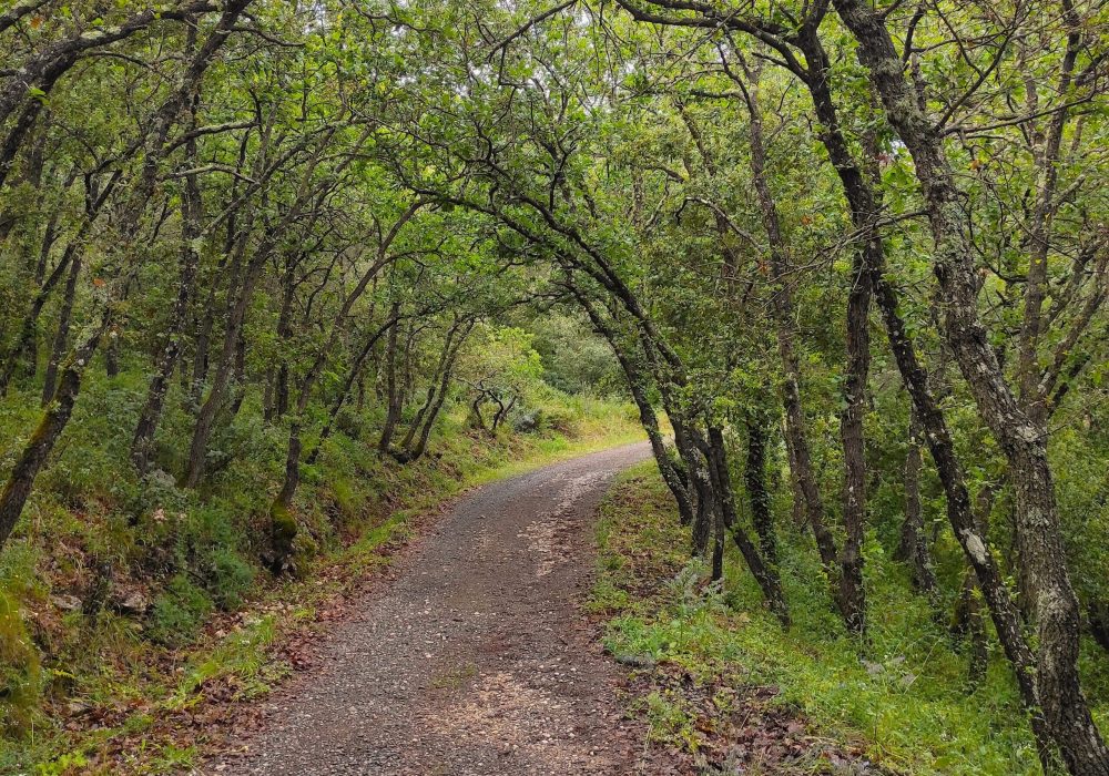 pala-e-idda-passeggiata-nel-bosco-a-banari